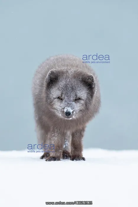: Arctic fox (Vulpes lagopus) standing in the snow : Arctic fox (Vulpes lagopus) standing in the snow