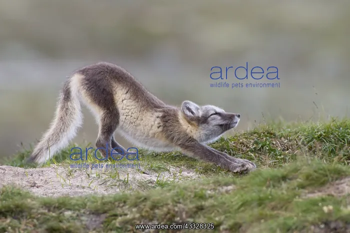 : Arctic Fox (Vulpes lagopus) stretching on the t : Arctic Fox (Vulpes lagopus) stretching on the t