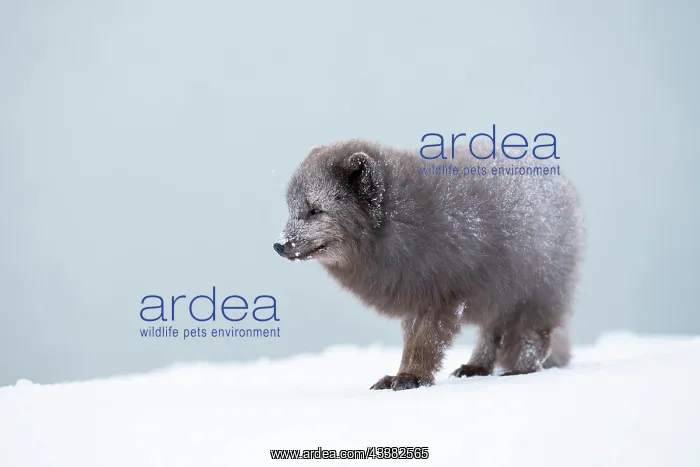 : Arctic fox (Vulpes lagopus) walking through the snow : Arctic fox (Vulpes lagopus) walking through the snow