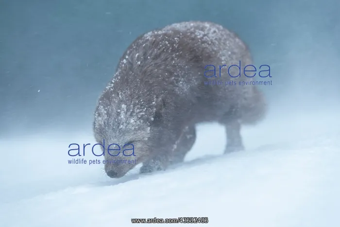 : Arctic fox (Vulpes lagopus) walking through a snowstorm : Arctic fox (Vulpes lagopus) walking through a snowstorm
