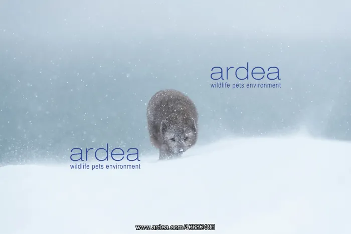  : Arctic fox (Vulpes lagopus) walking through a snowstorm