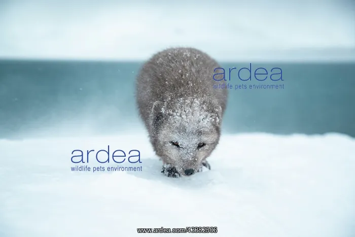 : Arctic fox (Vulpes lagopus) walking through a snowstorm : Arctic fox (Vulpes lagopus) walking through a snowstorm