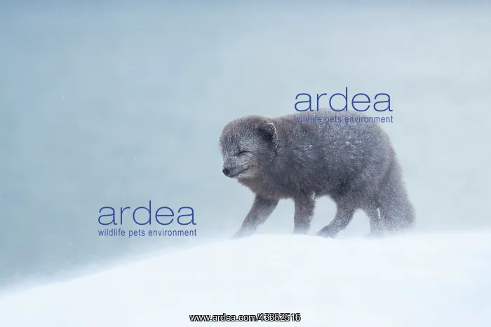 : Arctic fox (Vulpes lagopus) walking through a snowstorm : Arctic fox (Vulpes lagopus) walking through a snowstorm