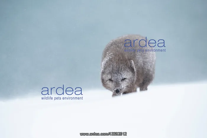 : Arctic fox (Vulpes lagopus) walking through a snowstorm : Arctic fox (Vulpes lagopus) walking through a snowstorm