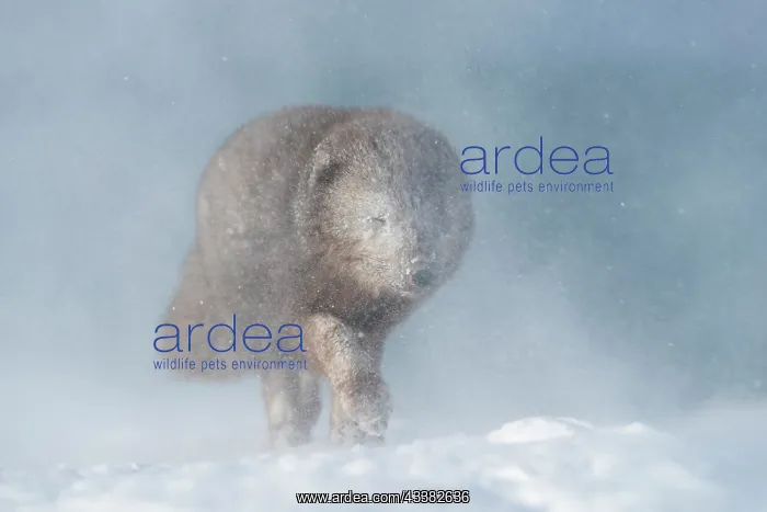  : Arctic fox (Vulpes lagopus) walking through a snowstorm