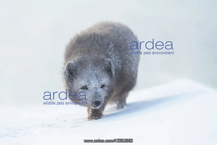 : Arctic fox (Vulpes lagopus) walking through a snowstorm : Arctic fox (Vulpes lagopus) walking through a snowstorm