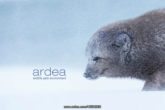: Arctic fox (Vulpes lagopus) walking through a snowstorm : Arctic fox (Vulpes lagopus) walking through a snowstorm