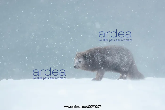 : Arctic fox (Vulpes lagopus) walking through a snowstorm : Arctic fox (Vulpes lagopus) walking through a snowstorm