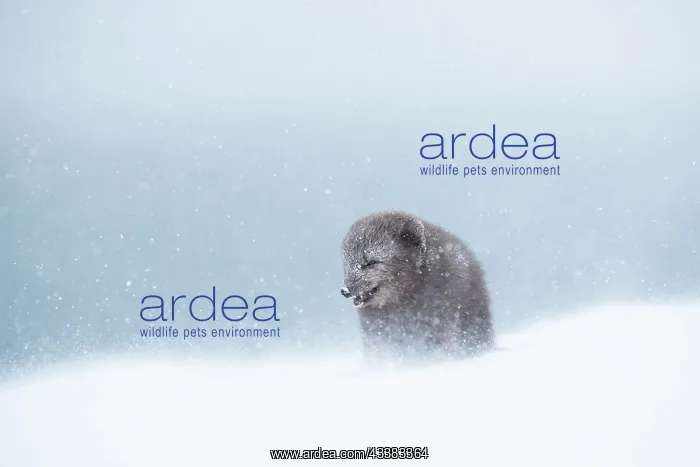 : Arctic fox (Vulpes lagopus) walking through a snowstorm : Arctic fox (Vulpes lagopus) walking through a snowstorm