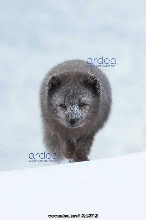  : Arctic fox (Vulpes lagopus) walking through a snowstorm