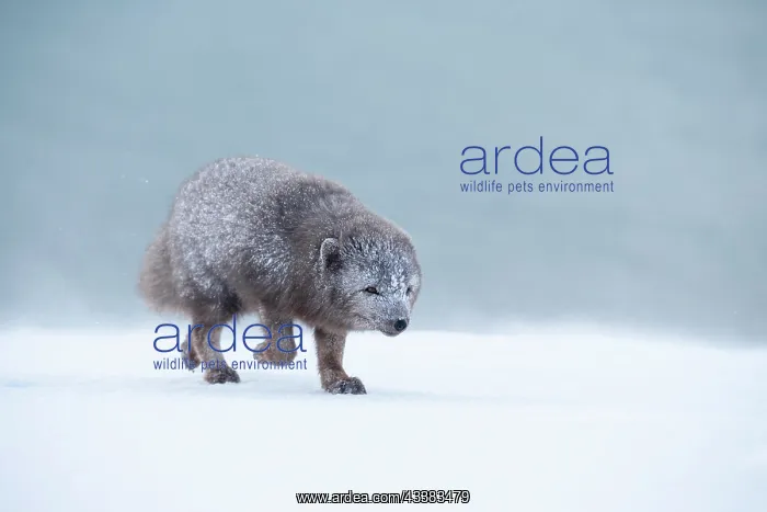 : Arctic fox (Vulpes lagopus) walking through a snowstorm : Arctic fox (Vulpes lagopus) walking through a snowstorm