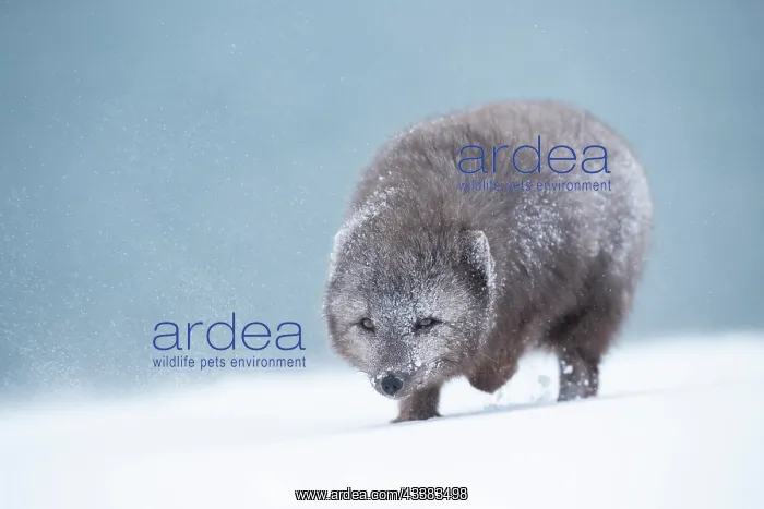 : Arctic fox (Vulpes lagopus) walking through a snowstorm : Arctic fox (Vulpes lagopus) walking through a snowstorm