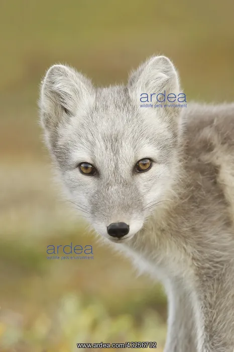 : Arctic fox (Vulpes lagopus) white portrait, Nor : Arctic fox (Vulpes lagopus) white portrait, Nor