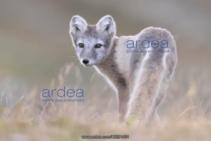 : Arctic fox (Vulpes lagopus), young, Dovrefjell : Arctic fox (Vulpes lagopus), young, Dovrefjell