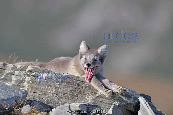 : Arctic fox (Vulpes lagopus), young lying on a rock : Arctic fox (Vulpes lagopus), young lying on a rock