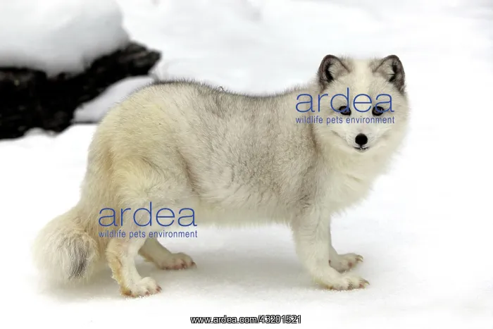: Arctic fox, white fox, polar fox or snow fox (Vulpes : Arctic fox, white fox, polar fox or snow fox (Vulpes