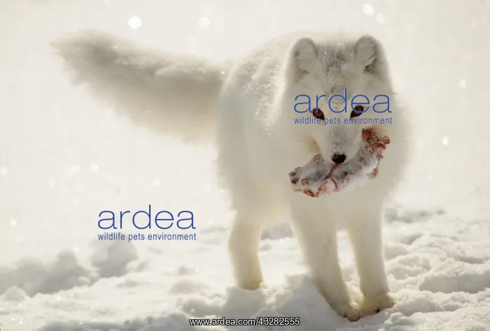 : ARCTIC FOX - winter hides prey in snow : ARCTIC FOX - winter hides prey in snow