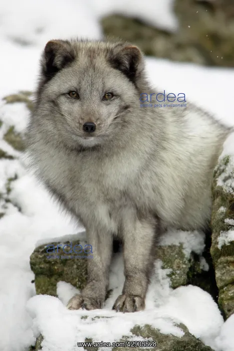 : Arctic Fox - In winter with winter coat : Arctic Fox - In winter with winter coat