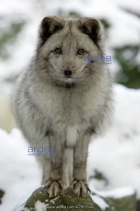 : Arctic Fox - In winter with winter coat : Arctic Fox - In winter with winter coat