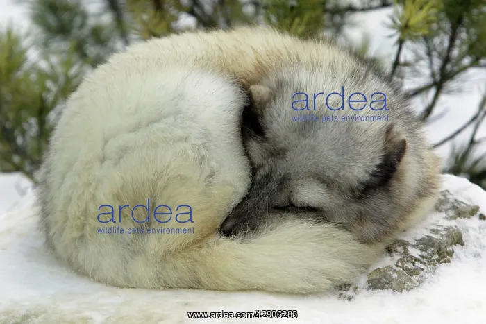 : Arctic FOX - in winter with winter coat : Arctic FOX - in winter with winter coat