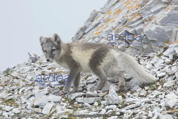 : Arctic Fox - young cub in summer - Svalbard, Norway : Arctic Fox - young cub in summer - Svalbard, Norway