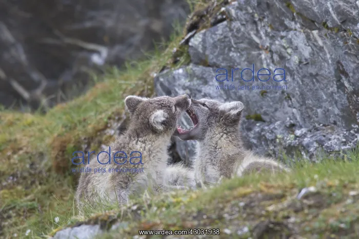: Arctic Fox, - young cubs playing - Svalbard, Norway : Arctic Fox, - young cubs playing - Svalbard, Norway