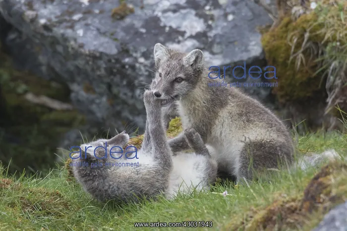 : Arctic Fox, - young cubs playing - Svalbard, Norway : Arctic Fox, - young cubs playing - Svalbard, Norway