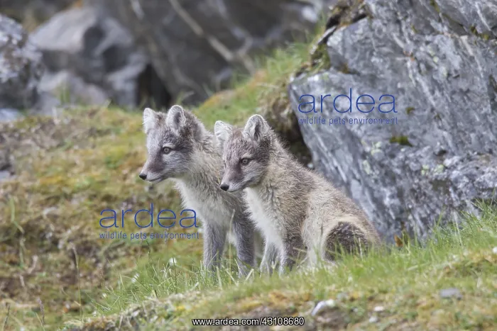 : Arctic Fox, - young cubs in summer - Svalbard, Norway : Arctic Fox, - young cubs in summer - Svalbard, Norway