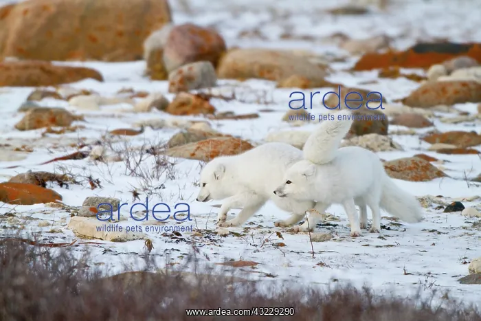: Arctic Foxes (Alopex lagopus) Churchill : Arctic Foxes (Alopex lagopus) Churchill