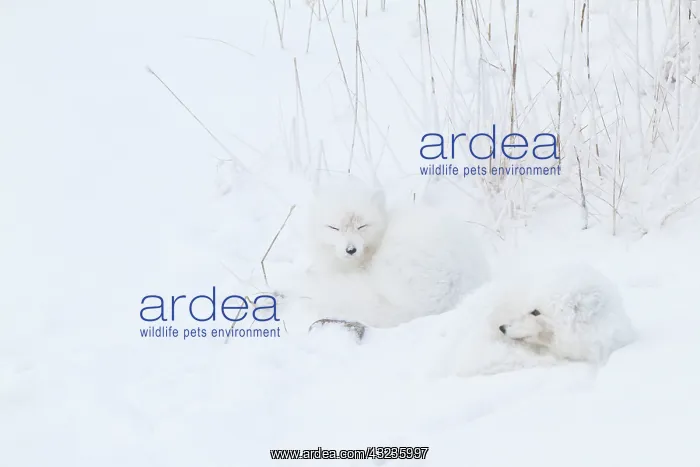 : Two Arctic Foxes (Alopex lagopus) in snow : Two Arctic Foxes (Alopex lagopus) in snow