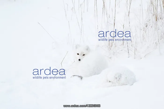 : Two Arctic Foxes (Alopex lagopus) in snow : Two Arctic Foxes (Alopex lagopus) in snow