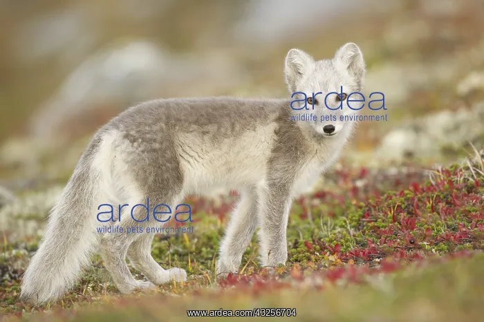 : Arctic fox(Vulpes lagopus) white side view in a : Arctic fox(Vulpes lagopus) white side view in a