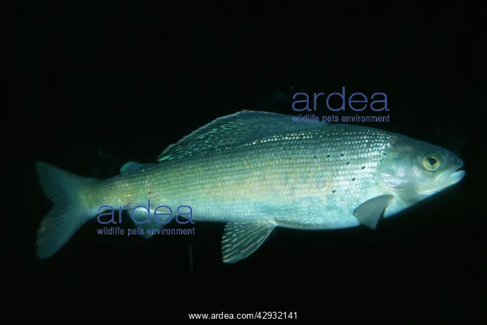: Arctic Grayling : Arctic Grayling