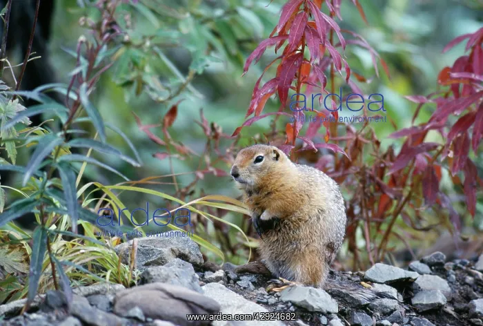 : Arctic Ground Squirrel : Arctic Ground Squirrel