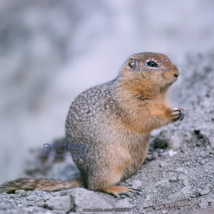 : Arctic Ground Squirrel : Arctic Ground Squirrel