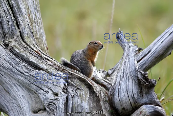 : Arctic Ground Squirrel : Arctic Ground Squirrel