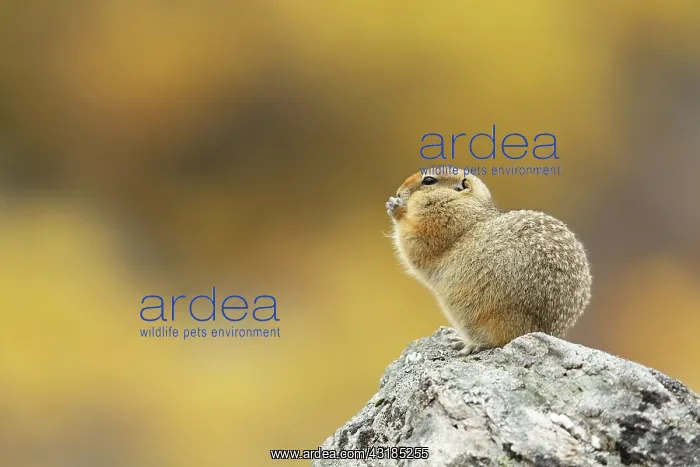 : Arctic Ground Squirrel : Arctic Ground Squirrel