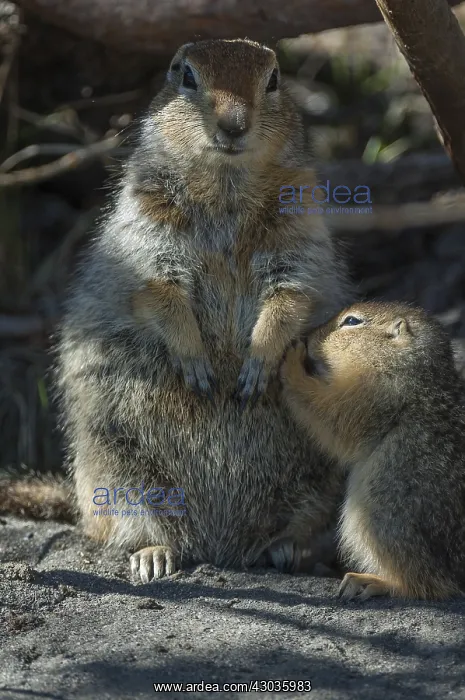 : Arctic Ground Squirrel adult with juvenile - Arctic : Arctic Ground Squirrel adult with juvenile - Arctic