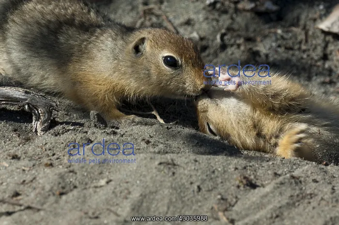 : Arctic Ground Squirrel adult with juvenile - Arctic : Arctic Ground Squirrel adult with juvenile - Arctic