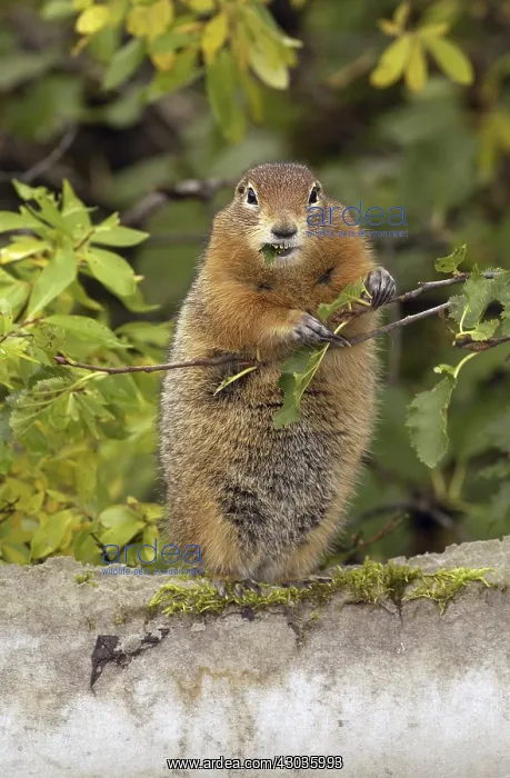 : Arctic Ground Squirrel eating- Arctic Ground Squirrel