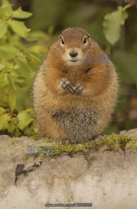 : Arctic Ground Squirrel eating- Arctic Ground Squirrel : Arctic Ground Squirrel eating- Arctic Ground Squirrel