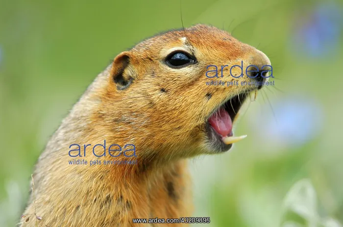 : Arctic Ground Squirrel emits a whistle to warn : Arctic Ground Squirrel emits a whistle to warn