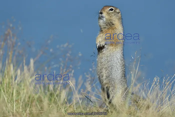  : Arctic Ground Squirrel (Spermophilus parryii), Katmai