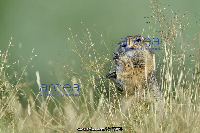 : Arctic Ground Squirrel (Spermophilus parryii), Junction : Arctic Ground Squirrel (Spermophilus parryii), Junction
