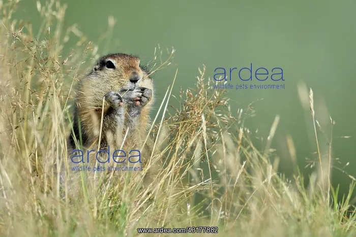 : Arctic Ground Squirrel (Spermophilus parryii), Junction : Arctic Ground Squirrel (Spermophilus parryii), Junction