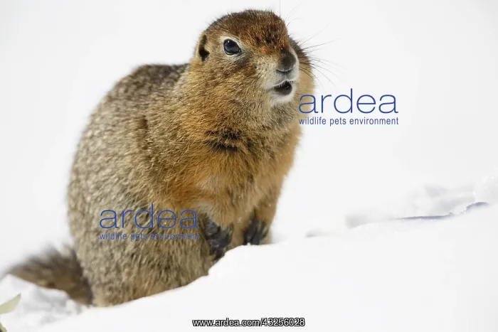 : Arctic Ground Squirrel (Spermophilus parryii) i : Arctic Ground Squirrel (Spermophilus parryii) i