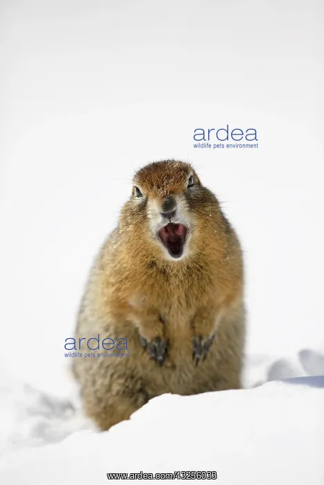: Arctic Ground Squirrel (Spermophilus parryii) i : Arctic Ground Squirrel (Spermophilus parryii) i
