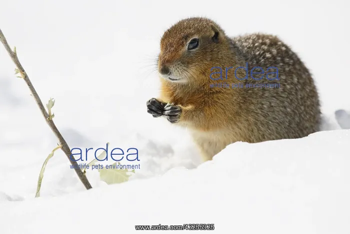 : Arctic Ground Squirrel (Spermophilus parryii) s : Arctic Ground Squirrel (Spermophilus parryii) s