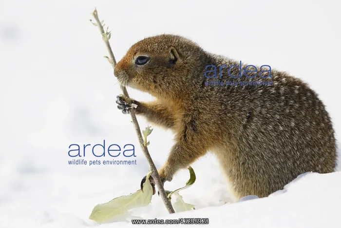 : Arctic Ground Squirrel (Spermophilus parryii) s : Arctic Ground Squirrel (Spermophilus parryii) s