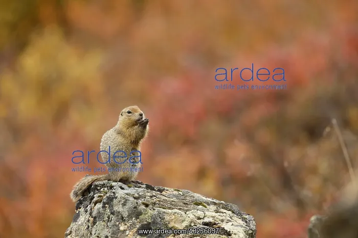 : Arctic Ground Squirrel (Spermophilus parryii) s : Arctic Ground Squirrel (Spermophilus parryii) s